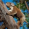 Koala - Phascolarctos cinereus o4098